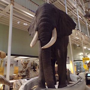 African elephant 26.8.23