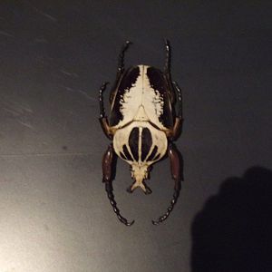 Goliath beetle 26.8.23