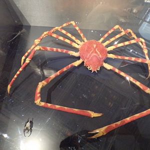 Japanese spider crab next to goliath beetle 26.8.23
