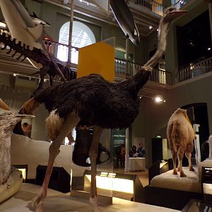 Male ostrich 26.8.23