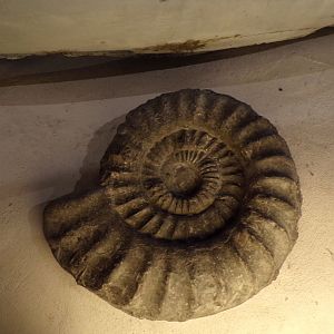 Ammonite 26.8.23