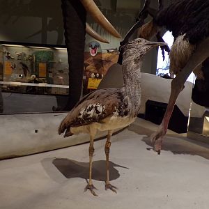 Kori bustard 26.8.23