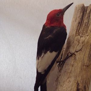 Red-headed woodpecker 26.8.23