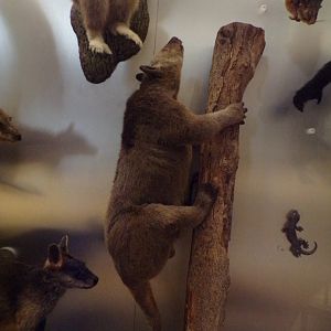 Doria’s tree kangaroo 26.8.23