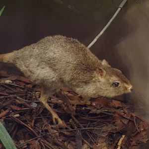 Brush-tailed bettong 26.8.23