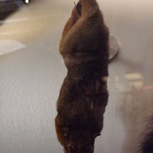 Ring-tailed possum 26.8.23