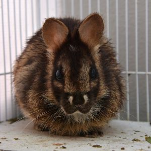 Annamite striped rabbit (Nesolagus timminsi)