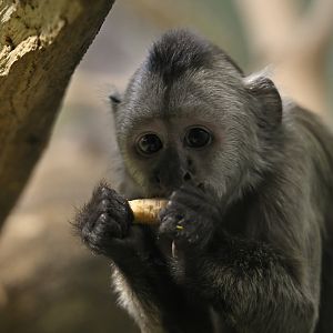 Guianan weeper capuchin (Cebus olivaceus)