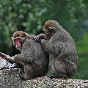Japanese macaque (Macaca fuscata)