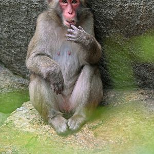 Japanese macaque (Macaca fuscata)