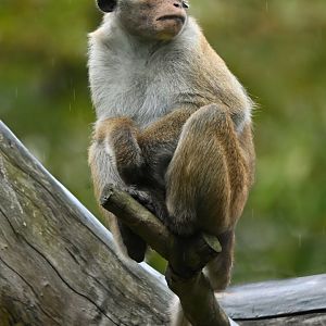 Toque macaque (Macaca sinica)