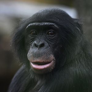 Bonobo (Pan paniscus)