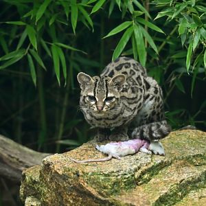 Margay (Leopardus wiedii)