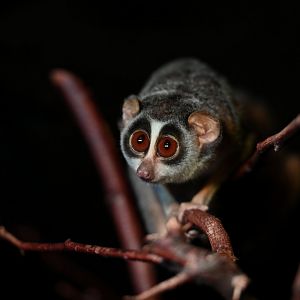 Grey slender loris (Loris lydekkerianus)