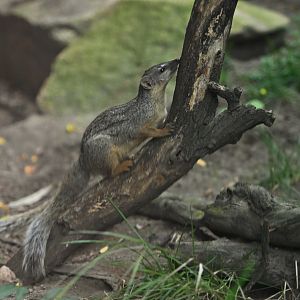 Narrow-striped mongoose (Mungotictis decemlineata)