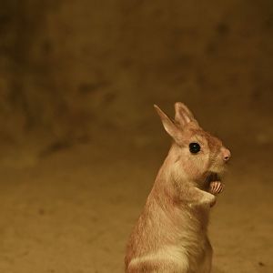 South African springhare (Pedetes capensis)