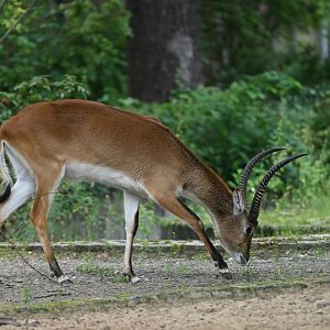 Kafue Flats lechwe (Kobus leche kafuensis)