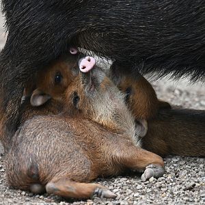 White-lipped peccary (Tayassu pecari)