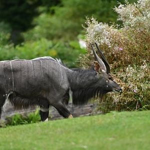 Nyala (Tragelaphus angasii)