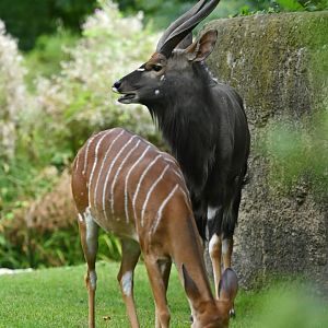 Nyala (Tragelaphus angasii)