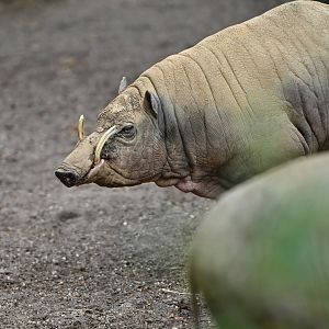 North Sulawesi babirusa (Babyrousa celebensis)