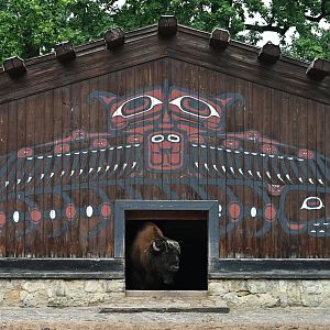 American bison (Bison bison)