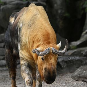Sichuan takin (Budorcas taxicolor tibetana)