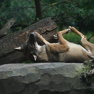 Grey wolf (Canis lupus)