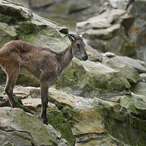 Himalayan tahr (Hemitragus jemlahicus)