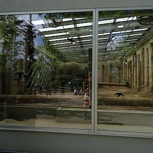 Elephant indoor enclosure