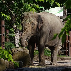 Asian elephant (Elephas maximus)