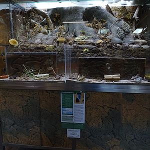 Etruscan shrew enclosure