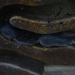 Etruscan shrew (Suncus etruscus)