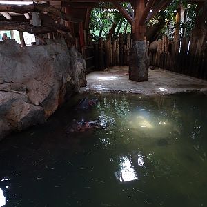 Common hippo indoor enclosure #1