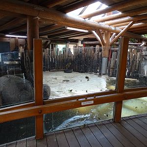 Common hippo indoor enclosure #2