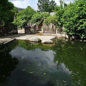 Common hippo outdoor enclosure