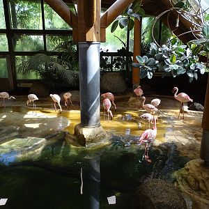 Lesser flamingo indoor enclosure
