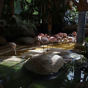 Lesser flamingo indoor enclosure