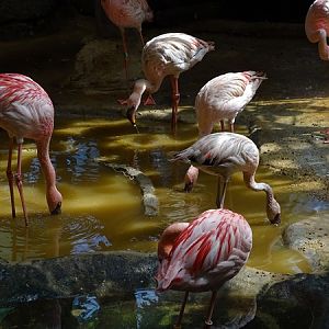 Lesser flamingo( Phoeniconaias minor)