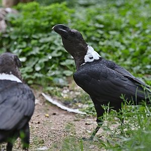 White-necked Raven Corvus albicollis