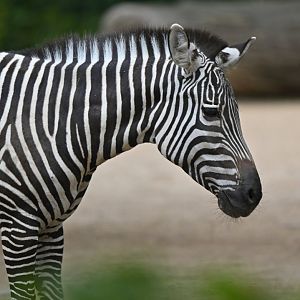 Plains zebra (Equus quagga