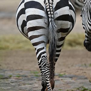 Plains zebra (Equus quagga