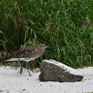 Eurasian Curlew Numenius arquata