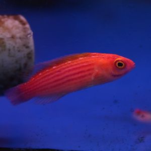 Orange-striped wrasse (Cirrhilabrus earlei)