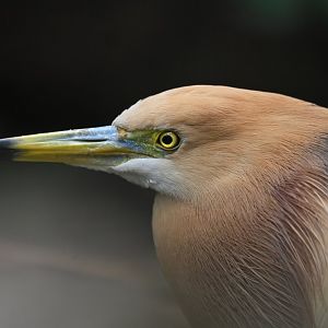 Javan Pond-Heron Ardeola speciosa
