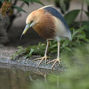 Javan Pond-Heron Ardeola speciosa