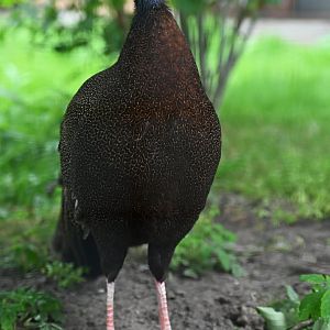 Great Argus Argusianus argus