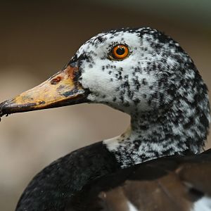 White-winged Duck Asarcornis scutulata