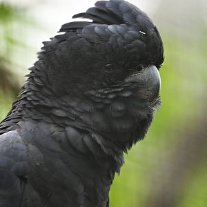 Red-tailed Black-Cockatoo Calyptorhynchus banksii