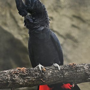 Red-tailed Black-Cockatoo Calyptorhynchus banksii